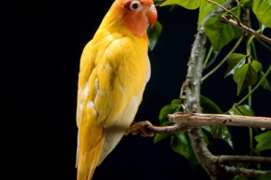 Yellow Parrot8040717557 300x200 - Yellow Parrot - yellow, Parrot, Cuddles